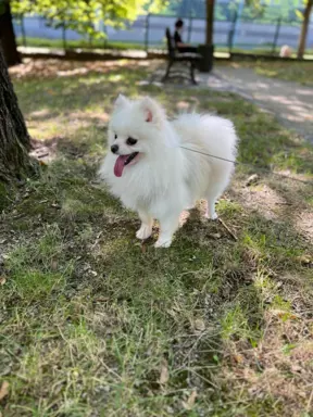 Pomeranian/ Szpic miniaturowy suczka 4