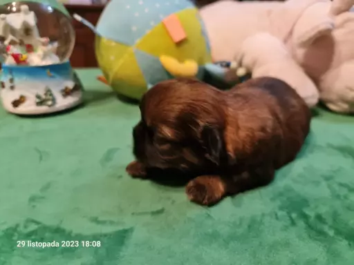 Szczeniaki Shih Tzu 2