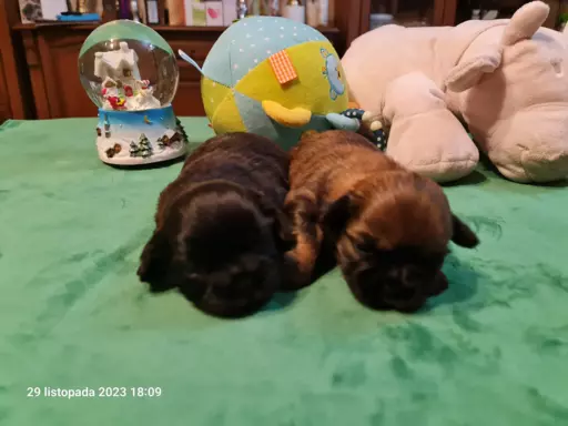 Szczeniaki Shih Tzu 3