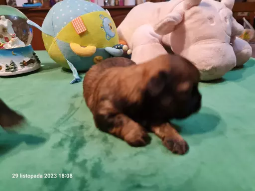 Szczeniaki Shih Tzu 4