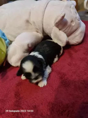 Szczeniaki Shih Tzu 5