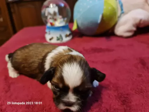 Szczeniaki Shih Tzu 6