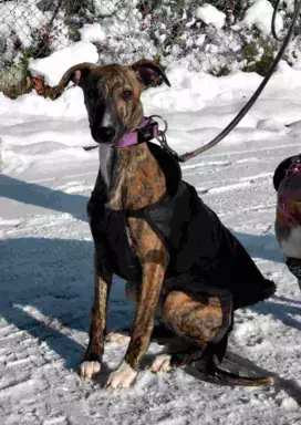 Piesek chart angielski Whippet ZKwP / FCI 1