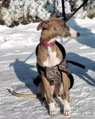 Suczka chart angielski Whippet ZKwP / FCI 2