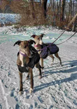 Suczka chart angielski Whippet ZKwP / FCI 5