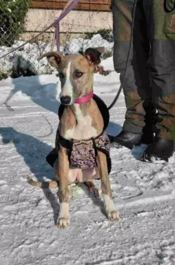 Suczka chart angielski Whippet ZKwP / FCI 6