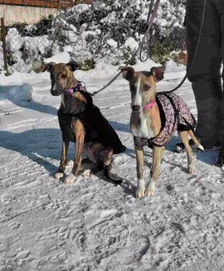 Suczka chart angielski Whippet ZKwP / FCI 4