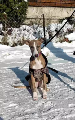 Suczka chart angielski Whippet ZKwP / FCI 1