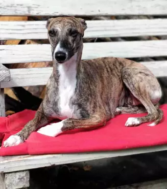 Suczka chart angielski Whippet ZKwP / FCI 9