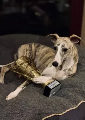Suczka chart angielski Whippet ZKwP / FCI 7