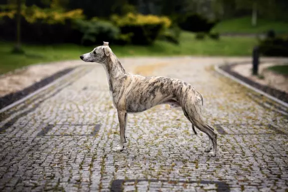 Suczka chart angielski Whippet ZKwP / FCI 8