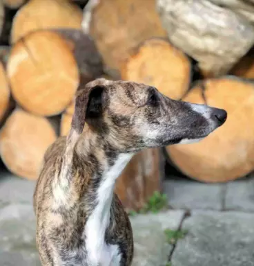 Suczka chart angielski Whippet ZKwP / FCI 10