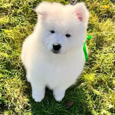 samoyed szczeniaki FCI 1