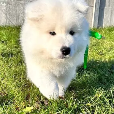samoyed szczeniaki FCI 2