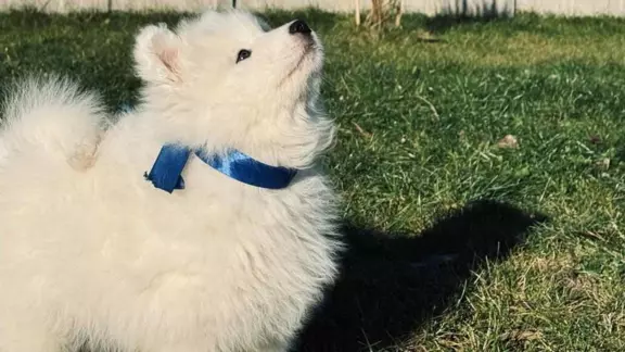 samoyed szczeniaki FCI 3