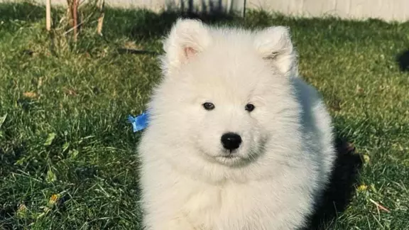 samoyed szczeniaki FCI 4