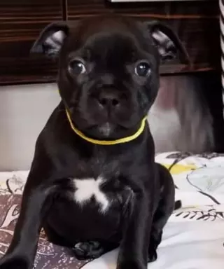 Staffik suczka Staffordshire Bull Terrier zkwp 1