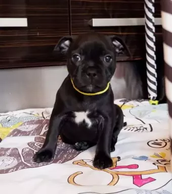 Staffik suczka Staffordshire Bull Terrier zkwp 4