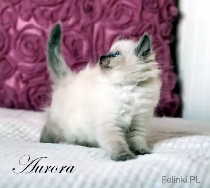 Ragdoll mała puchata słodycz 4