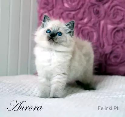 Ragdoll mała puchata słodycz 3