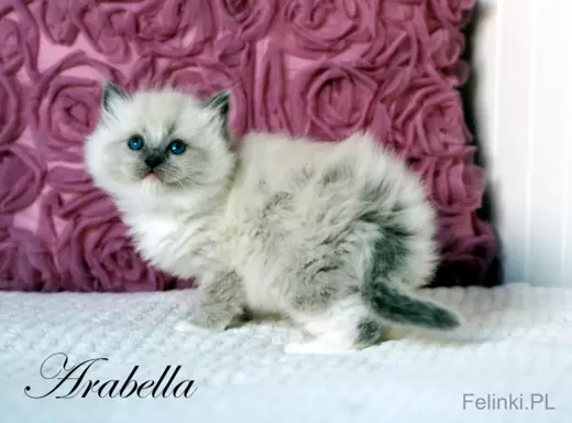 Ragdoll mała puchata słodycz 2