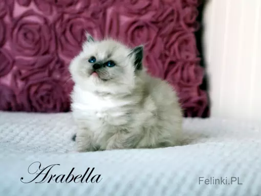 Ragdoll mała puchata słodycz 1