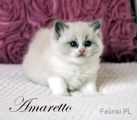 Ragdoll mała puchata słodycz 5