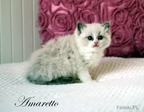 Ragdoll mała puchata słodycz 6