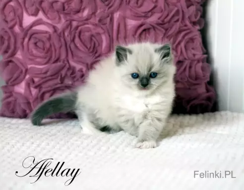 Ragdoll mała puchata słodycz 7