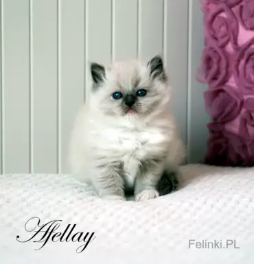 Ragdoll mała puchata słodycz 8