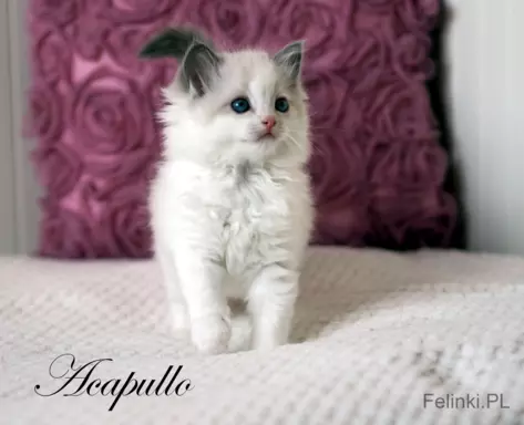 Ragdoll mała puchata słodycz 9