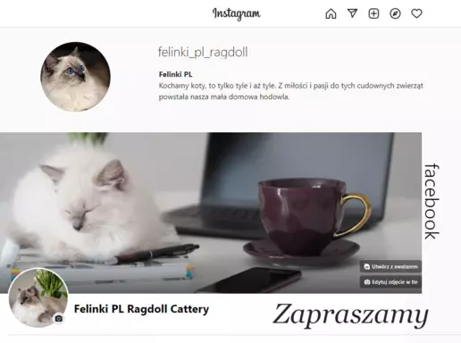 Ragdoll mała puchata słodycz 10
