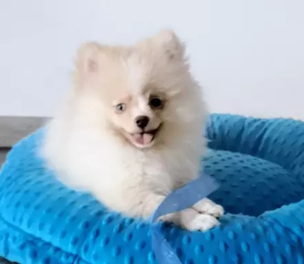Szpic miniaturowy cream merle niebieskie oko suczka 3