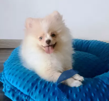Szpic miniaturowy cream merle niebieskie oko suczka 1