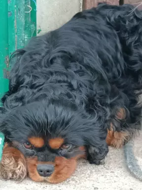 Cavalier King charles Spaniel -REPRODUKTOR 1