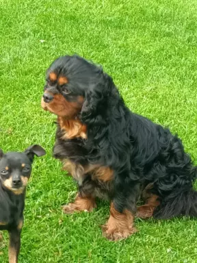 Cavalier King charles Spaniel -REPRODUKTOR 2