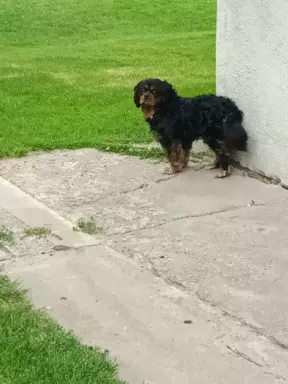 Cavalier King charles Spaniel -REPRODUKTOR 3