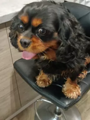 Cavalier King charles Spaniel -REPRODUKTOR 4