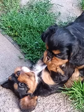 Cavalier King charles Spaniel -REPRODUKTOR 5