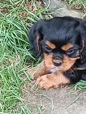 Cavalier King charles Spaniel -REPRODUKTOR 7