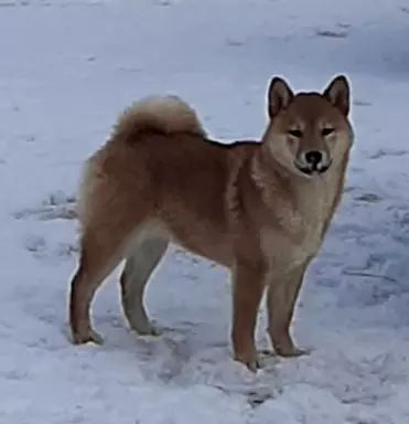 Szczeniaki SHIBA INU 1