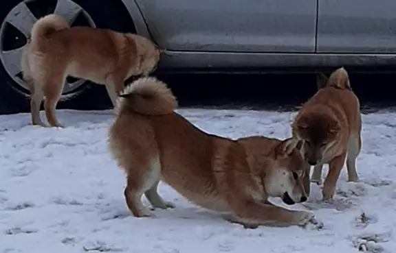 Szczeniaki SHIBA INU 2