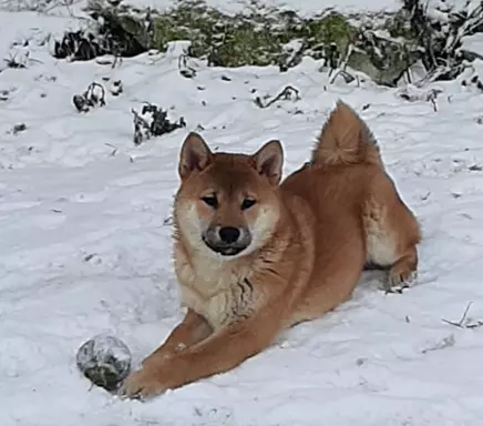 Szczeniaki SHIBA INU 3