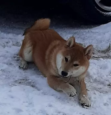 Szczeniaki SHIBA INU 4