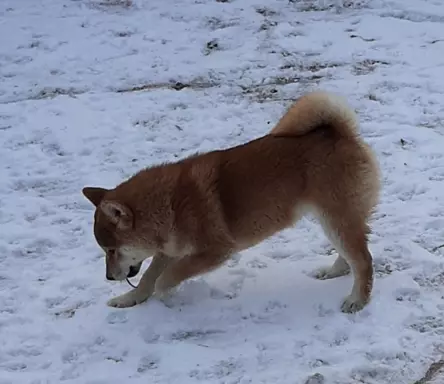 Szczeniaki SHIBA INU 5