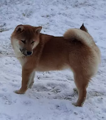 Szczeniaki SHIBA INU 6