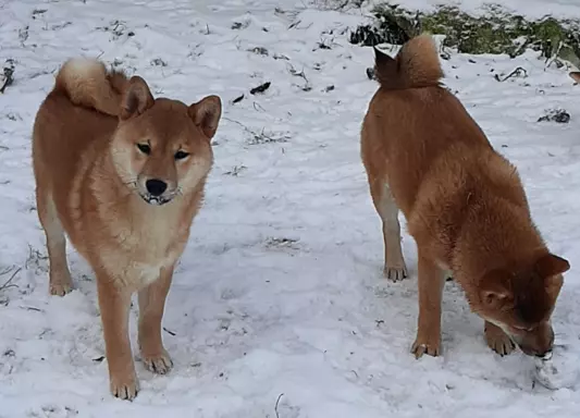 Szczeniaki SHIBA INU 7