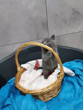 Kot Brytyjski kocurek kotka 10