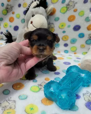 Yorkshire terrier 1