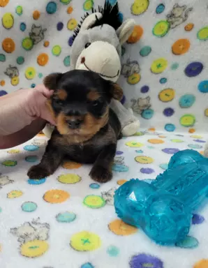 Yorkshire terrier 3